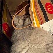 Tiedan is registered to the contest to win money with this photo: cat, gray_cat, fluffy, paper_bag, mcdonalds, cardboard, curious, pet, feline, indoor, closeup, fur, soft, cozy, hiding, exploring, animal, domestic, cute, playful
