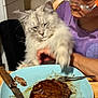 Tiedan is registered to the contest to win money with this photo: cat, person, plate, steak, fork, knife, table, food, indoor, glasses, purple_shirt, furniture, white_cat, long_hair, pet, paw, meal, kitchen, curious, interaction