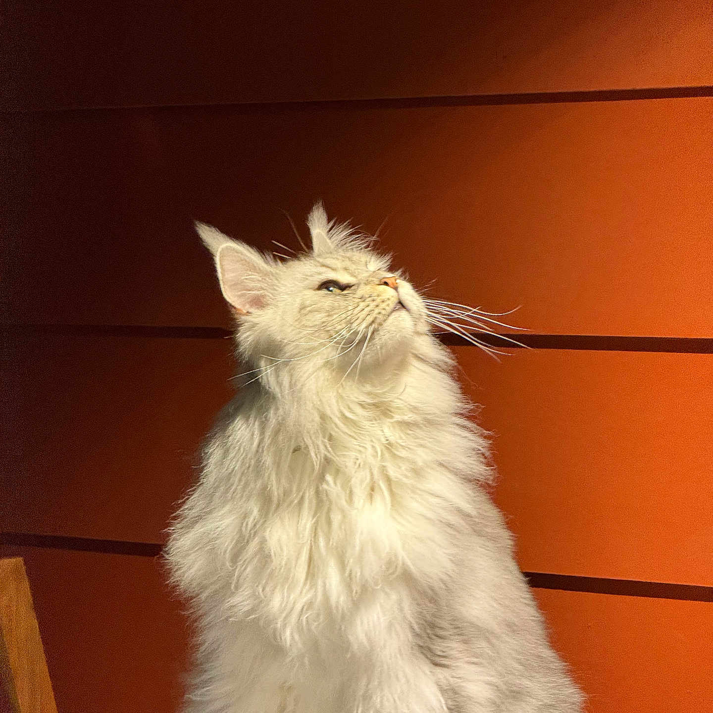 Tiedan is registered to the contest to win money with this photo: animal, cat, close_up, cute, domestic_cat, feline, fluffy, fur, furniture, indoor, long_hair, looking_up, orange_wall, pet, portrait, sitting, sunlight, whiskers, white_cat, wooden_chair
