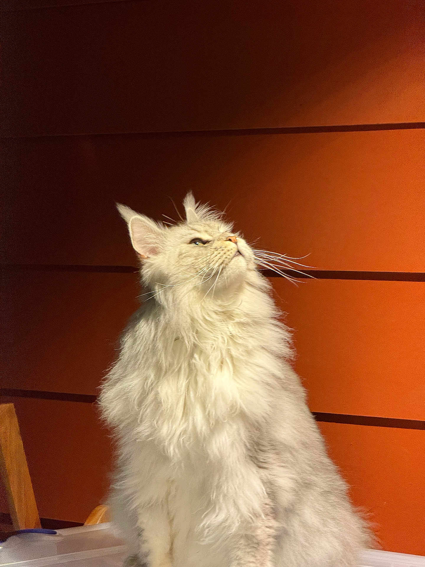 Tiedan is registered to the contest to win money with this photo: cat, fluffy, white_cat, long_hair, pet, animal, indoor, orange_wall, furniture, wooden_chair, sunlight, portrait, looking_up, whiskers, cute, domestic_cat, feline, sitting, close_up, fur