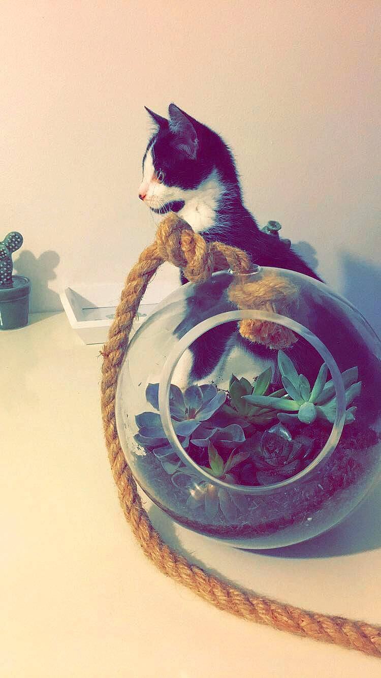 Leya a rejoint le concours — aidez-le/la à gagner de superbes lots ! carnivore, cat, felidae, kitten, small_to_medium_sized_cats, tail, whiskers