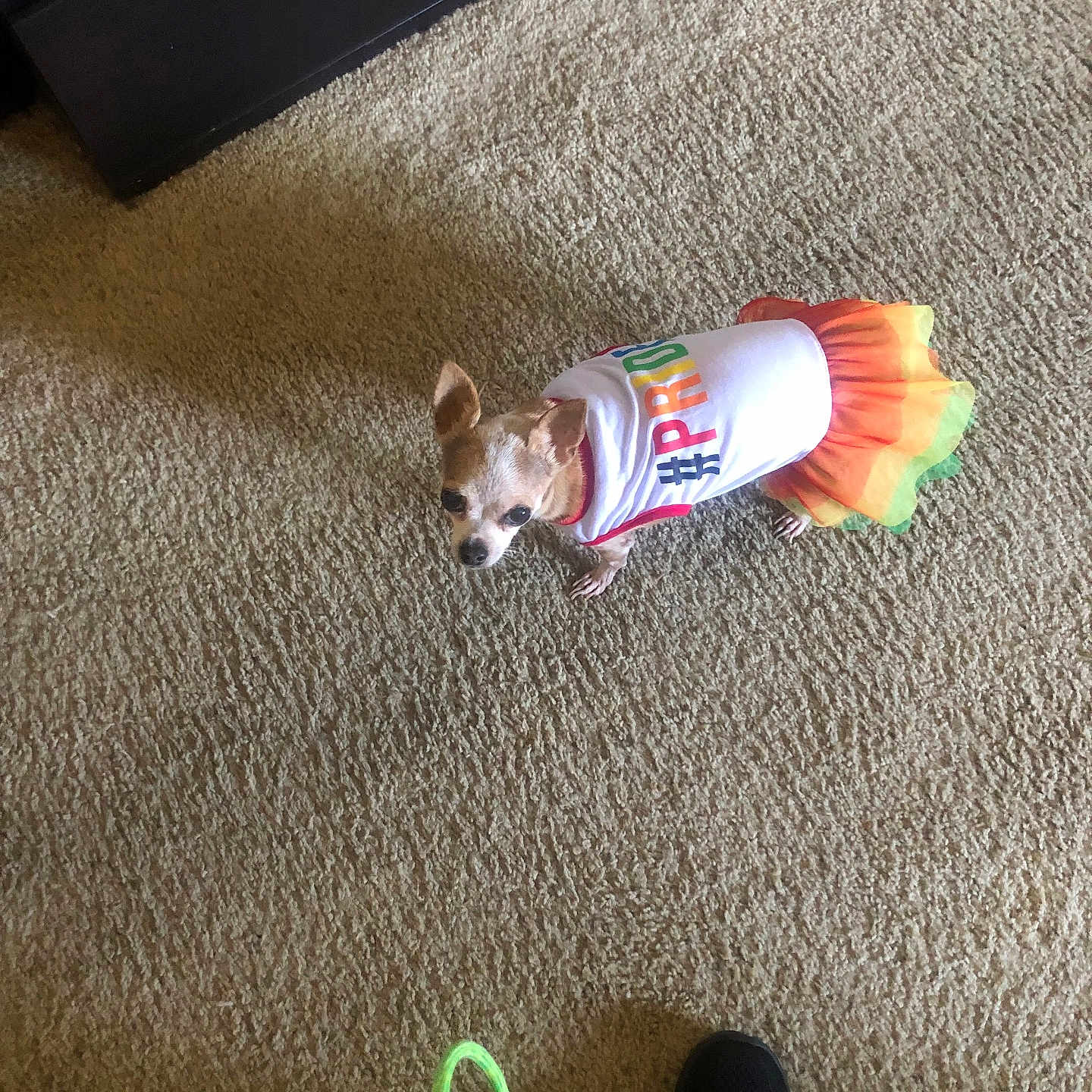 Lola is registered to the contest to win money with this photo: animal, bag, carpet, chihuahua, clothing, colorful, curious, cute, dog, floor, footwear, household, indoor, looking_up, pet, pride, rainbow, small_dog, tutu, white_shirt
