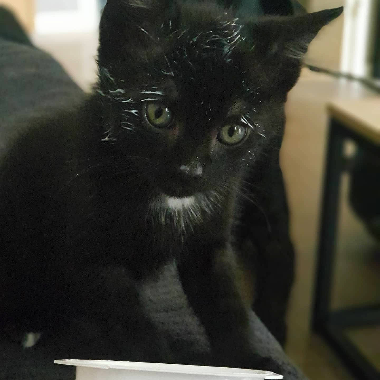 Bagheera a rejoint le concours — aidez-le/la à gagner de superbes lots ! black_cat, bombay, carnivore, cat, claw, domestic_short_haired_cat, felidae, fur, small_to_medium_sized_cats, snout, terrestrial_animal, whiskers