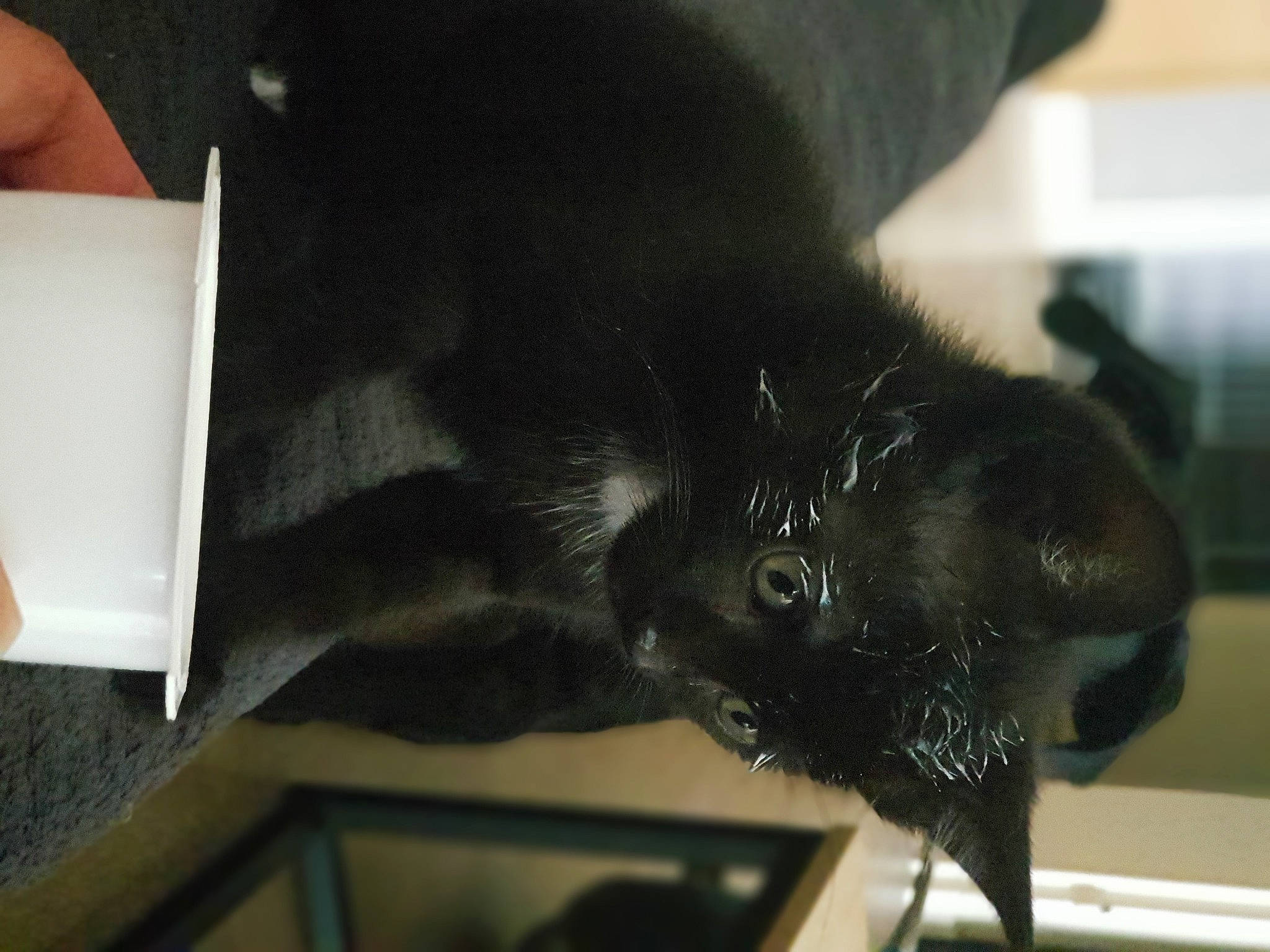 Bagheera participe au concours pour gagner de l'argent avec cette photo : black_cat, bombay, canidae, carnivore, cat, claw, comfort, companion_dog, dog_breed, felidae, foot, fur, gesture, nail, small_to_medium_sized_cats, snout, sporting_group, tail, terrestrial_animal, whiskers