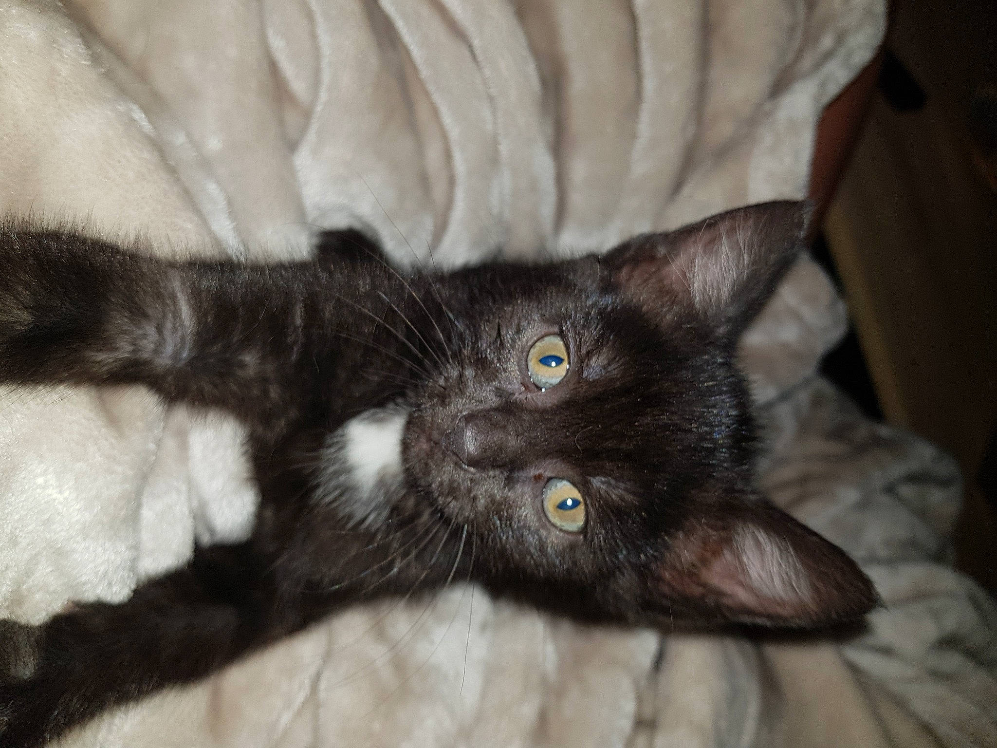 Bagheera a rejoint le concours — aidez-le/la à gagner de superbes lots ! black_cat, bombay, carnivore, cat, claw, comfort, dance, domestic_short_haired_cat, ear, felidae, fur, paw, small_to_medium_sized_cats, snout, tail, whiskers