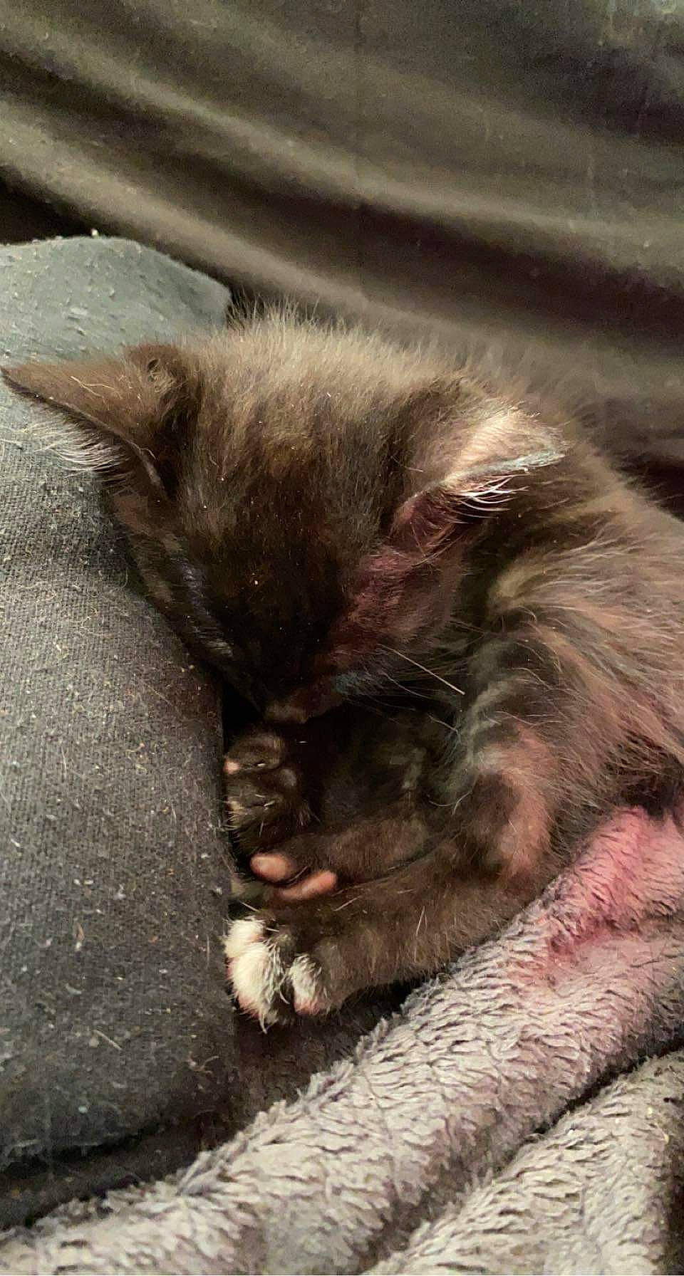 Bagheera a rejoint le concours — aidez-le/la à gagner de superbes lots ! carnivore, cat, claw, comfort, felidae, foot, fur, liver, nap, paw, sleep, small_to_medium_sized_cats, snout, terrestrial_animal, whiskers