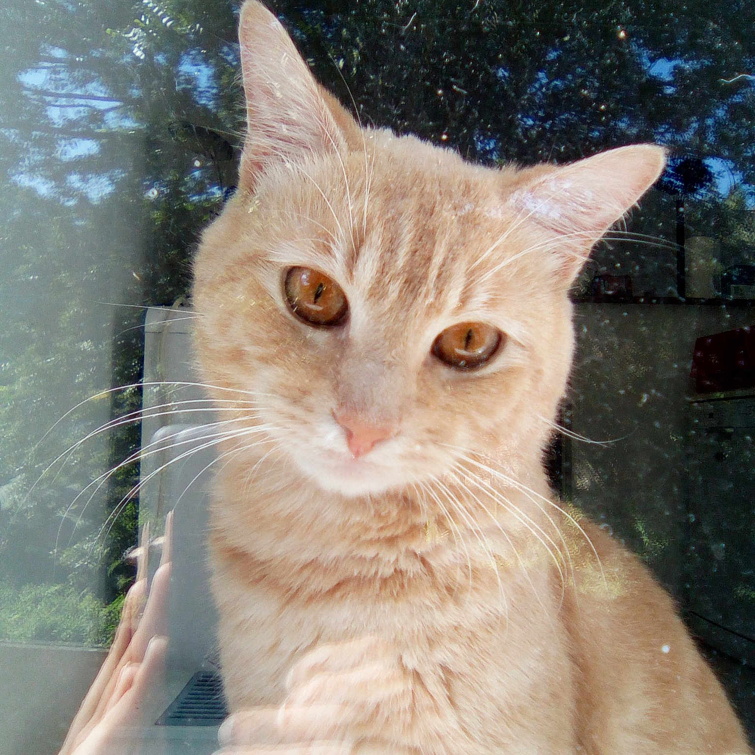 Rossi