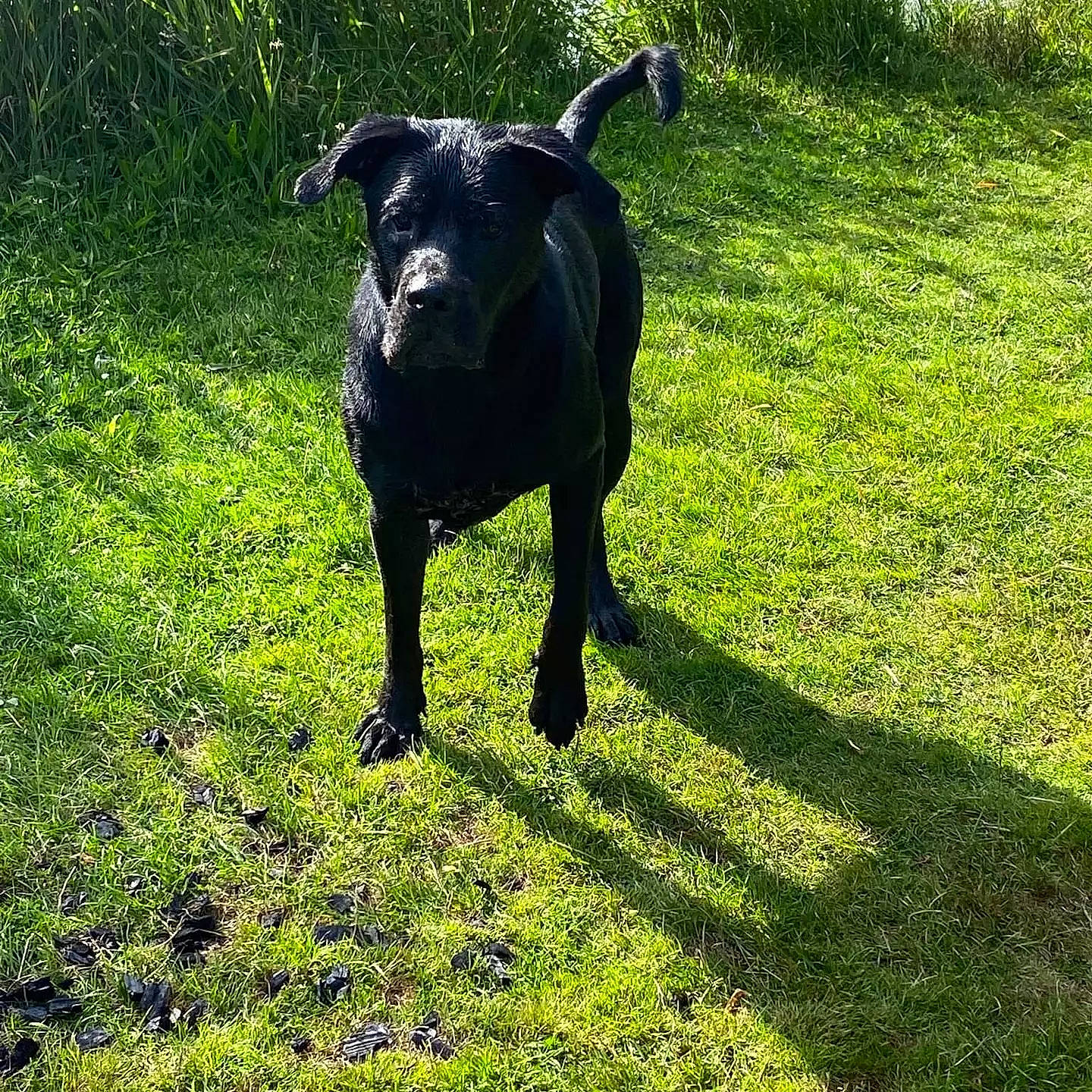 Thot participe au concours pour gagner de l'argent avec cette photo : borador, bovine, carnivore, companion_dog, dog, dog_breed, fawn, grass, grassland, groundcover, lawn, livestock, meadow, plant, shadow, sheep, snout, tail, terrestrial_animal, working_animal