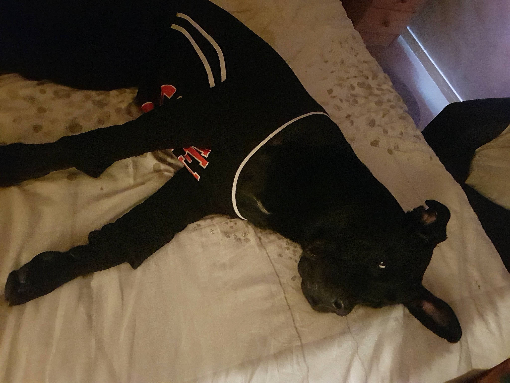 Thot participe au concours pour gagner de l'argent avec cette photo : bed, canidae, carnivore, comfort, companion_dog, couch, dog, dog_breed, dog_supply, fawn, felidae, flooring, linens, sleeve, snout, sporting_group, tail, toy_dog, whiskers, working_animal