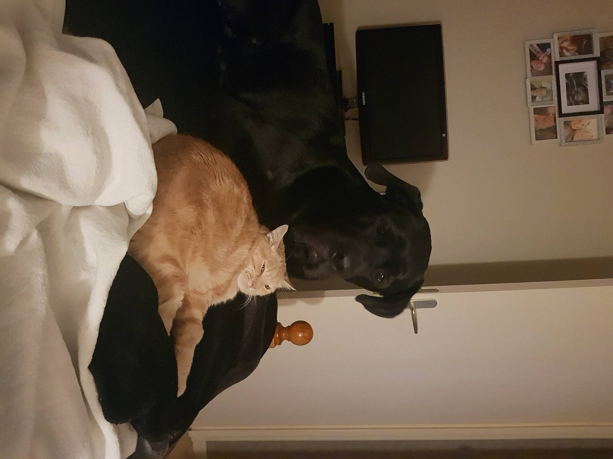 Thot participe au concours pour gagner de l'argent avec cette photo : canidae, carnivore, comfort, companion_dog, dog_breed, event, fawn, felidae, fur, gesture, hardwood, picture_frame, room, small_to_medium_sized_cats, snout, sporting_group, suit, tail, whiskers, wood