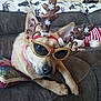 dog, reindeer_antlers, sunglasses, couch, living_room, holiday, festive, decor, pet, animal, relaxed, brown_fur, indoor, pillow, blanket, nose, ears, resting, cute, christmas