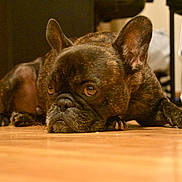 Sawyer participe au concours pour gagner de l'argent avec cette photo : dog, french_bulldog, brindle, indoor, floor, wooden_floor, pet, animal, lying_down, close_up, ears, face, nails, expression, background_blur, household_items, domestic, canine, resting, cute
