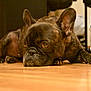dog, french_bulldog, brindle, indoor, floor, wooden_floor, pet, animal, lying_down, close_up, ears, face, nails, expression, background_blur, household_items, domestic, canine, resting, cute