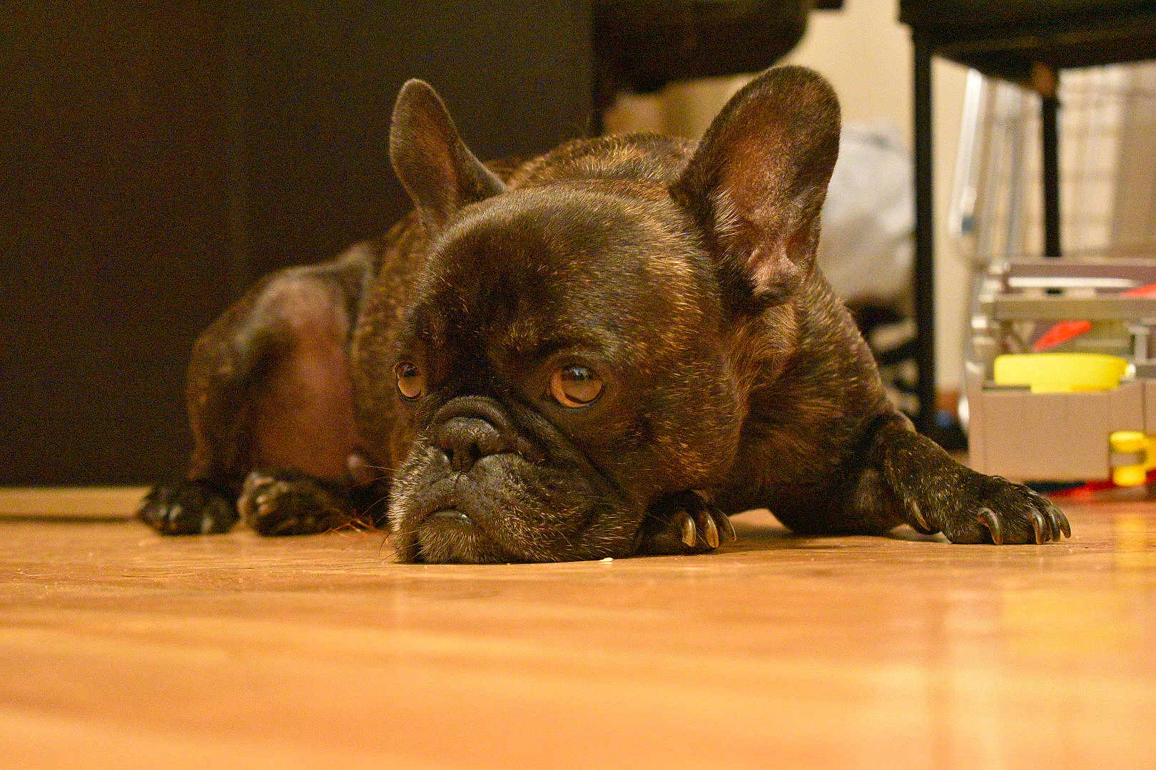Sawyer participe au concours pour gagner de l'argent avec cette photo : dog, french_bulldog, brindle, indoor, floor, wooden_floor, pet, animal, lying_down, close_up, ears, face, nails, expression, background_blur, household_items, domestic, canine, resting, cute