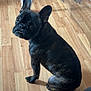 dog, french_bulldog, pet, indoor, wooden_floor, floor, table, plastic_cover, furniture, looking_back, black_dog, sitting, curious, wide_eyes, expression, animal, canine, companion, domestic, household