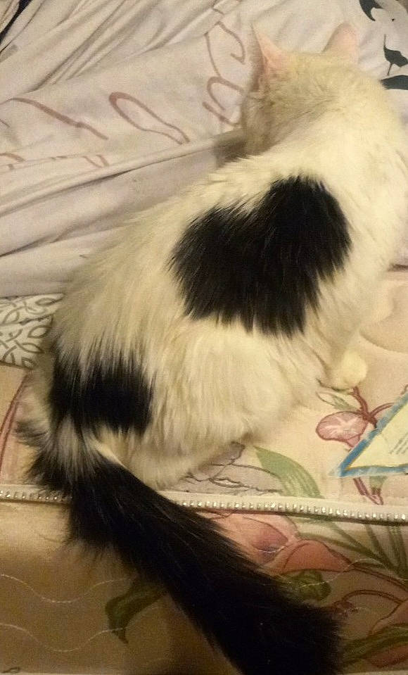 Cora joined the competition — help win amazing prizes! canidae, carnivore, cat, claw, comfort, felidae, fur, lap, linens, nap, paw, small_to_medium_sized_cats, snout, tail, terrestrial_animal, whiskers