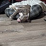 Dozer joined the competition — help win amazing prizes! puppy, dog, sleeping, dog_bed, floor, wooden_floor, indoor, resting, cozy, furniture, brown, white, pet, cute, relaxed, home, domestic_animal, animal, young_dog, laying_down