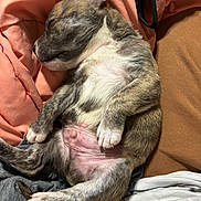 Dozer is registered to the contest to win money with this photo: puppy, sleeping, dog, pet, fur, paws, blanket, cushion, resting, cute, animal, domestic_animal, young, indoors, cozy, relaxed, fur_pattern, snout, whiskers, nap