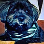 Buddy is registered to the contest to win money with this photo: animal, bandana, black_dog, closeup, companion, cozy, cute, dog, domestic_animal, ears, fluffy, fur, indoor, looking, mammal, orange_surface, pet, portrait, resting, snout
