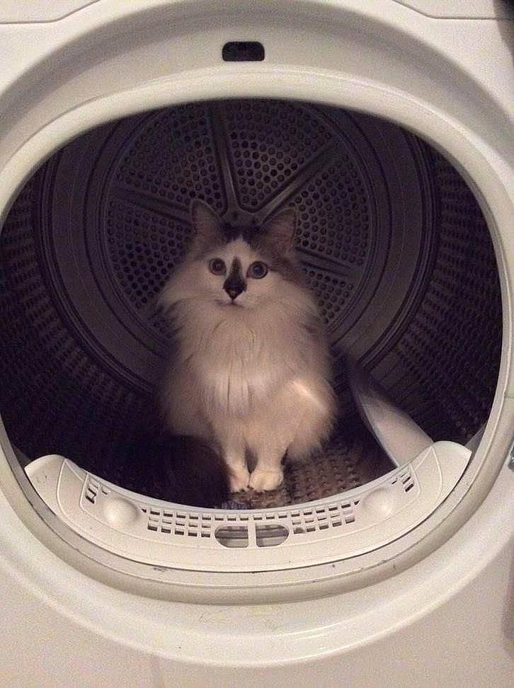 Douce participe au concours pour gagner de l'argent avec cette photo : carnivore, cat, clothes_dryer, felidae, home_appliance, kitten, major_appliance, ragdoll, small_to_medium_sized_cats, washing, washing_machine, whiskers
