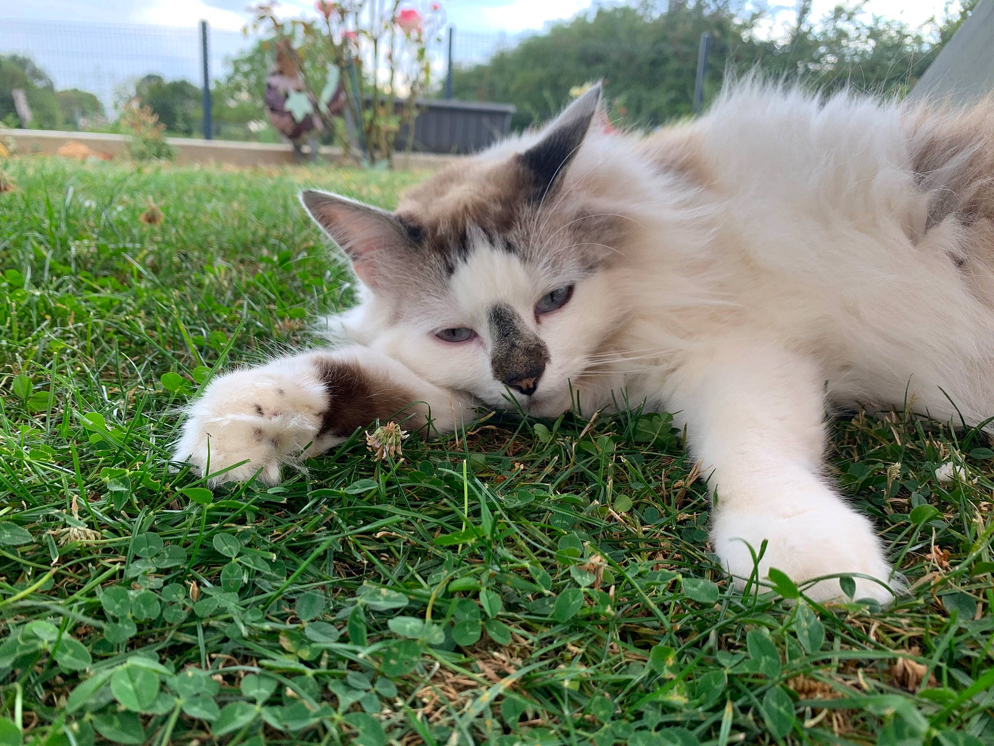 Douce a rejoint le concours — aidez-le/la à gagner de superbes lots ! canidae, carnivore, companion_dog, dog, dog_breed, fur, grass, sporting_group, working_animal, working_dog