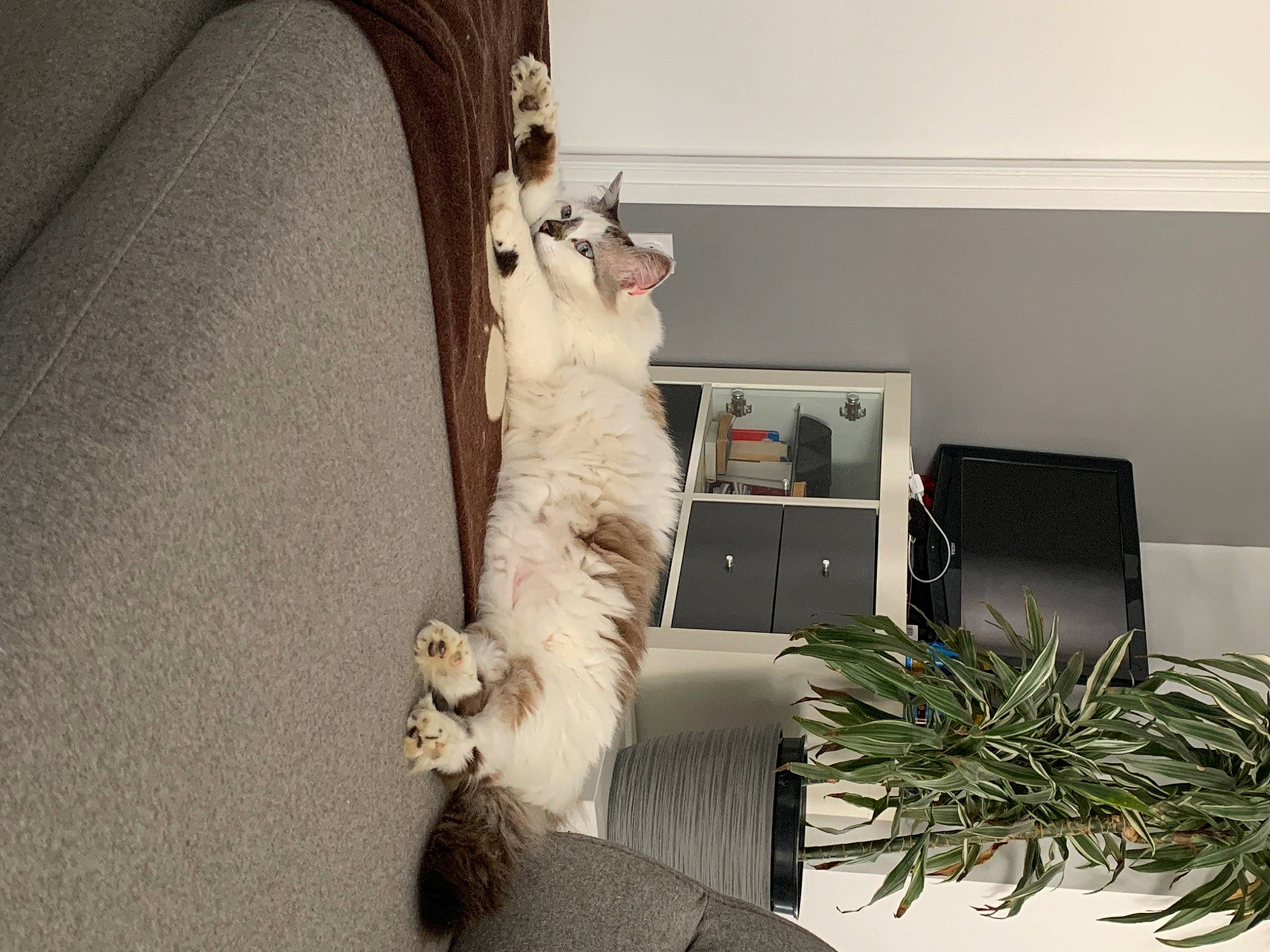 Douce participe au concours pour gagner de l'argent avec cette photo : canidae, carnivore, companion_dog, computer, computer_hardware, display_device, dog, dog_breed, felidae, flat_panel_display, fur, houseplant, non_sporting_group, output_device, small_to_medium_sized_cats, sporting_group, stuffed_toy, toy, toy_dog