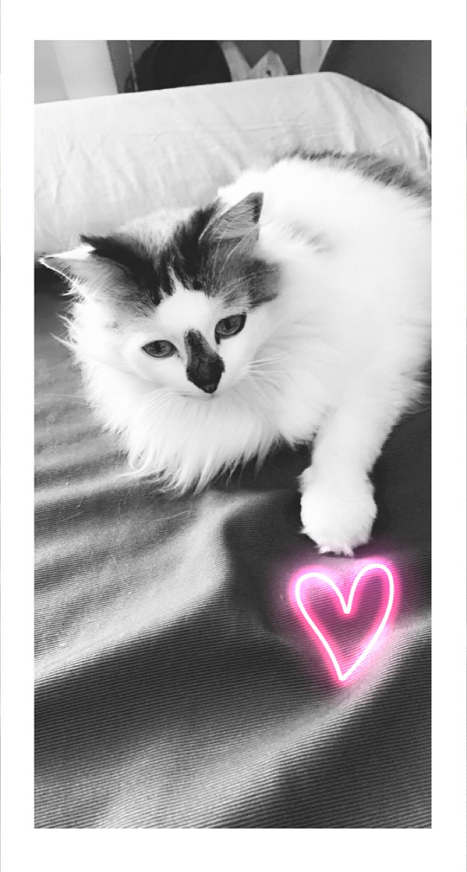 Douce participe au concours pour gagner de l'argent avec cette photo : art, carmine, carnivore, cat, claw, companion_dog, felidae, font, fur, happy, magenta, monochrome_photography, paw, photo_caption, rectangle, small_to_medium_sized_cats, snout, tail, whiskers, white