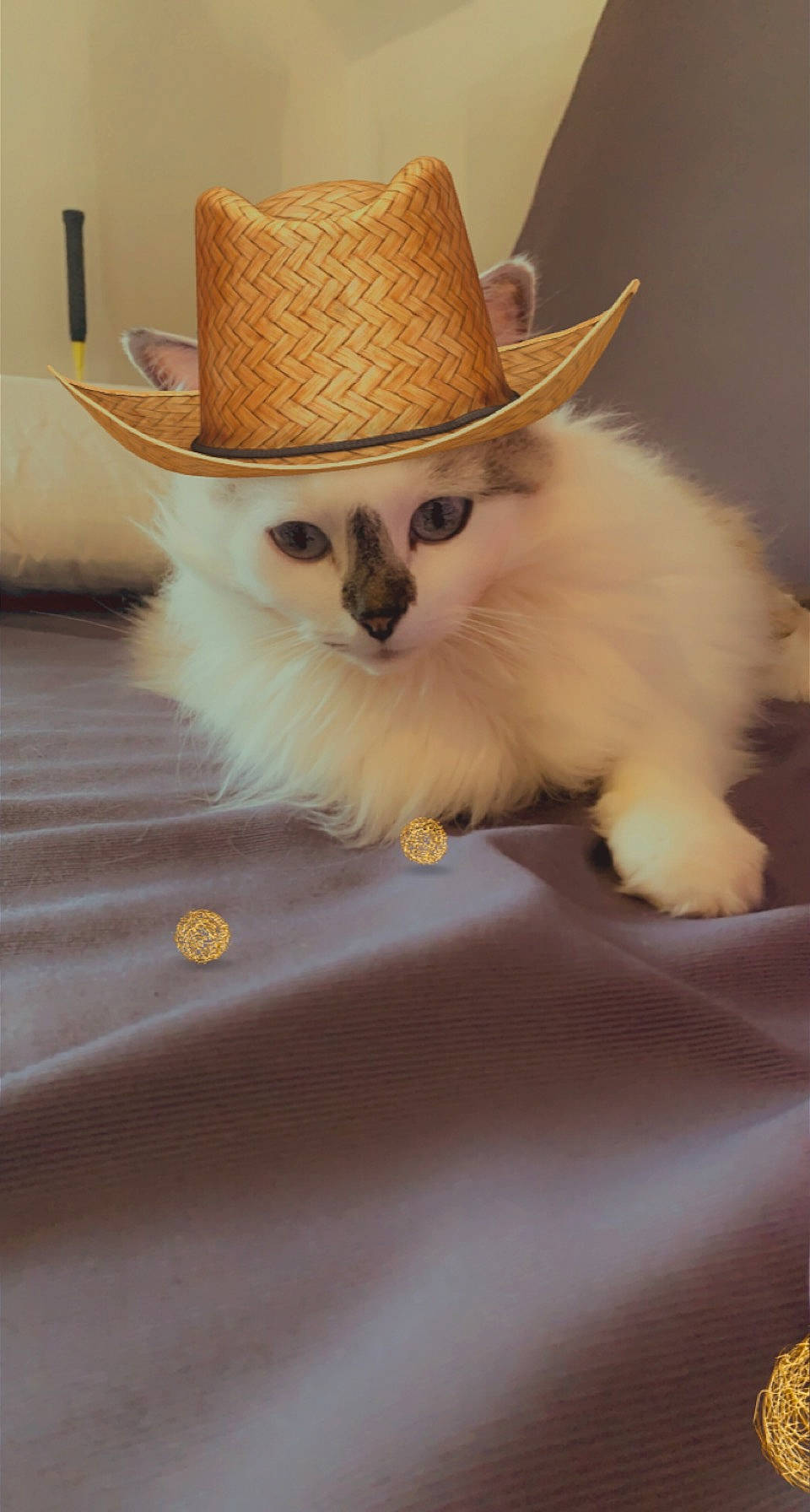 Douce participe au concours pour gagner de l'argent avec cette photo : carnivore, cat, comfort, costume_hat, cowboy_hat, fashion_accessory, fawn, fedora, felidae, fur, hat, small_to_medium_sized_cats, snout, sun_hat, tail, whiskers, working_animal