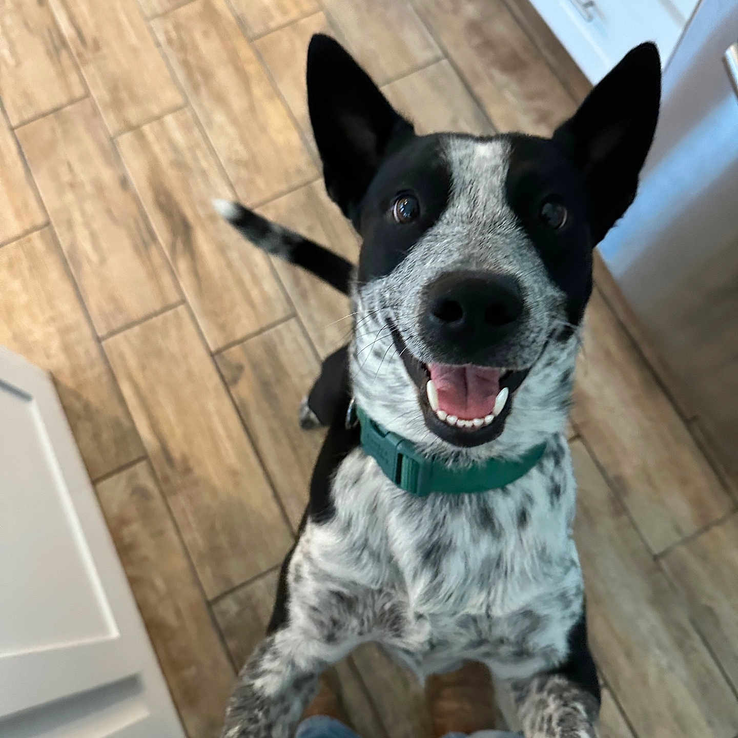 Bandit joined the competition — help win amazing prizes! black_and_white, canine, close_up, collar, dog, domestic_animal, ears, friendly, fur, happy, indoor, kitchen, looking_up, pet, playful, smiling, standing, tail, tongue_out, wooden_floor