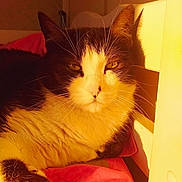 Vanille participe au concours pour gagner de l'argent avec cette photo : animal, black_and_white, cat, closeup, cozy, cute, domestic, feline, fur, household, indoor, pet, pink_blanket, portrait, relaxed, resting, shadow, sunlight, warm_light, whiskers