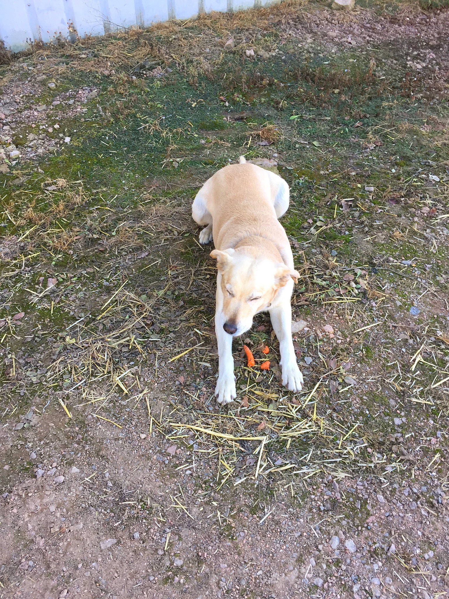 Pilou participe au concours pour gagner de l'argent avec cette photo : canidae, carnivore, dog, dog_breed, fawn, sporting_group, tail