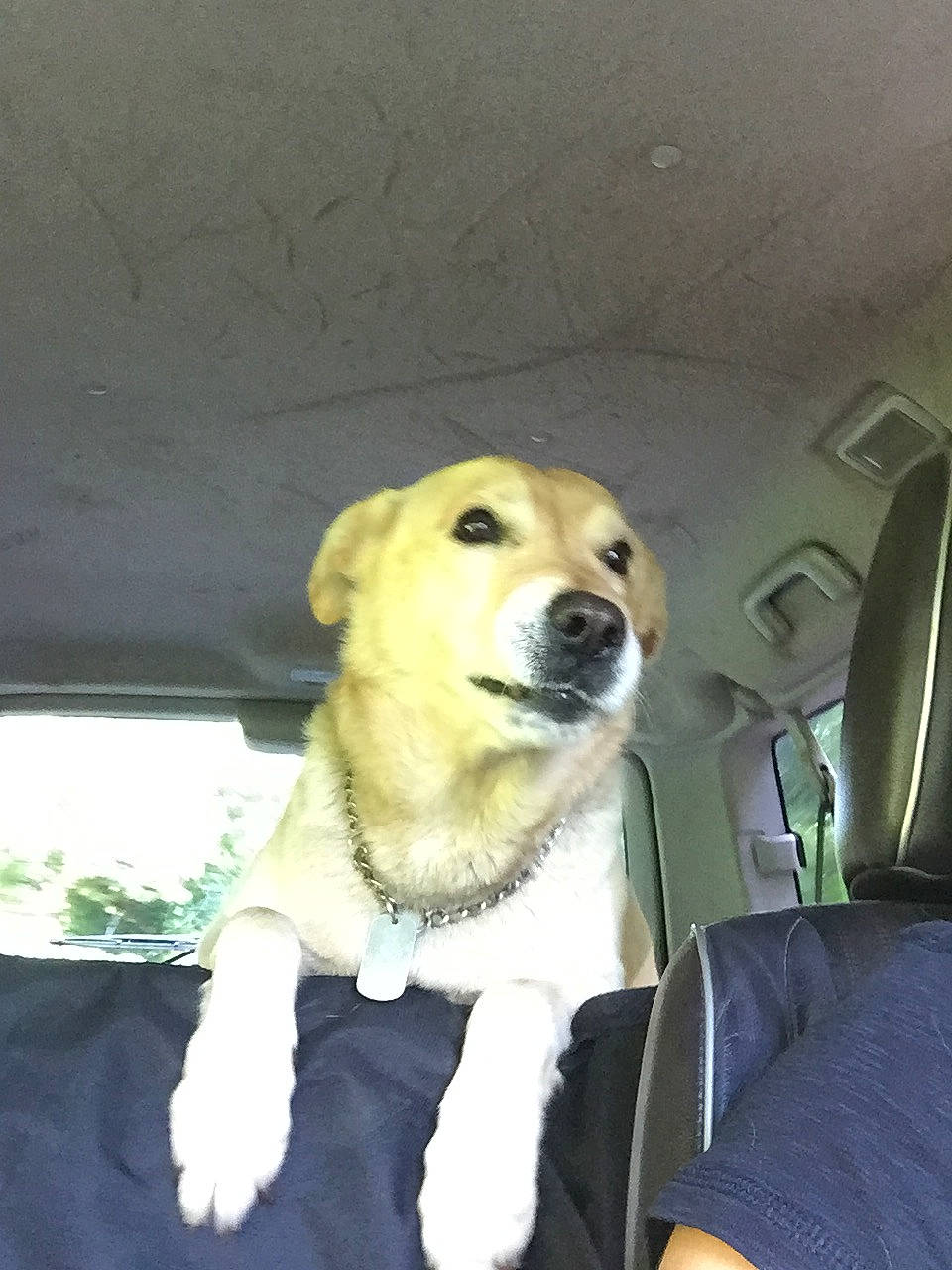 Pilou participe au concours pour gagner de l'argent avec cette photo : ancient_dog_breeds, canidae, carnivore, companion_dog, dog, dog_breed, fawn, golden_retriever, kintamani, labrador_retriever, mammal, nose, puppy, rare_breed_dog, retriever, small_greek_domestic_dog, snout, sporting_group, vertebrate