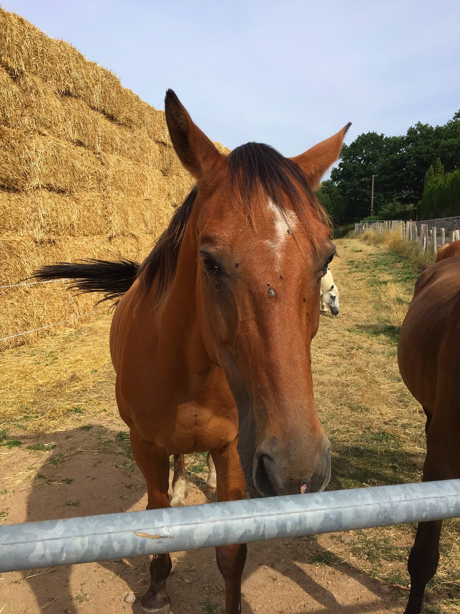Jasmin a rejoint le concours — aidez-le/la à gagner de superbes lots ! fawn, horse, landscape, liver, livestock, mammal, mane, mare, mustang_horse, pack_animal, ranch, rein, snout, sorrel, stallion, terrestrial_animal, vertebrate