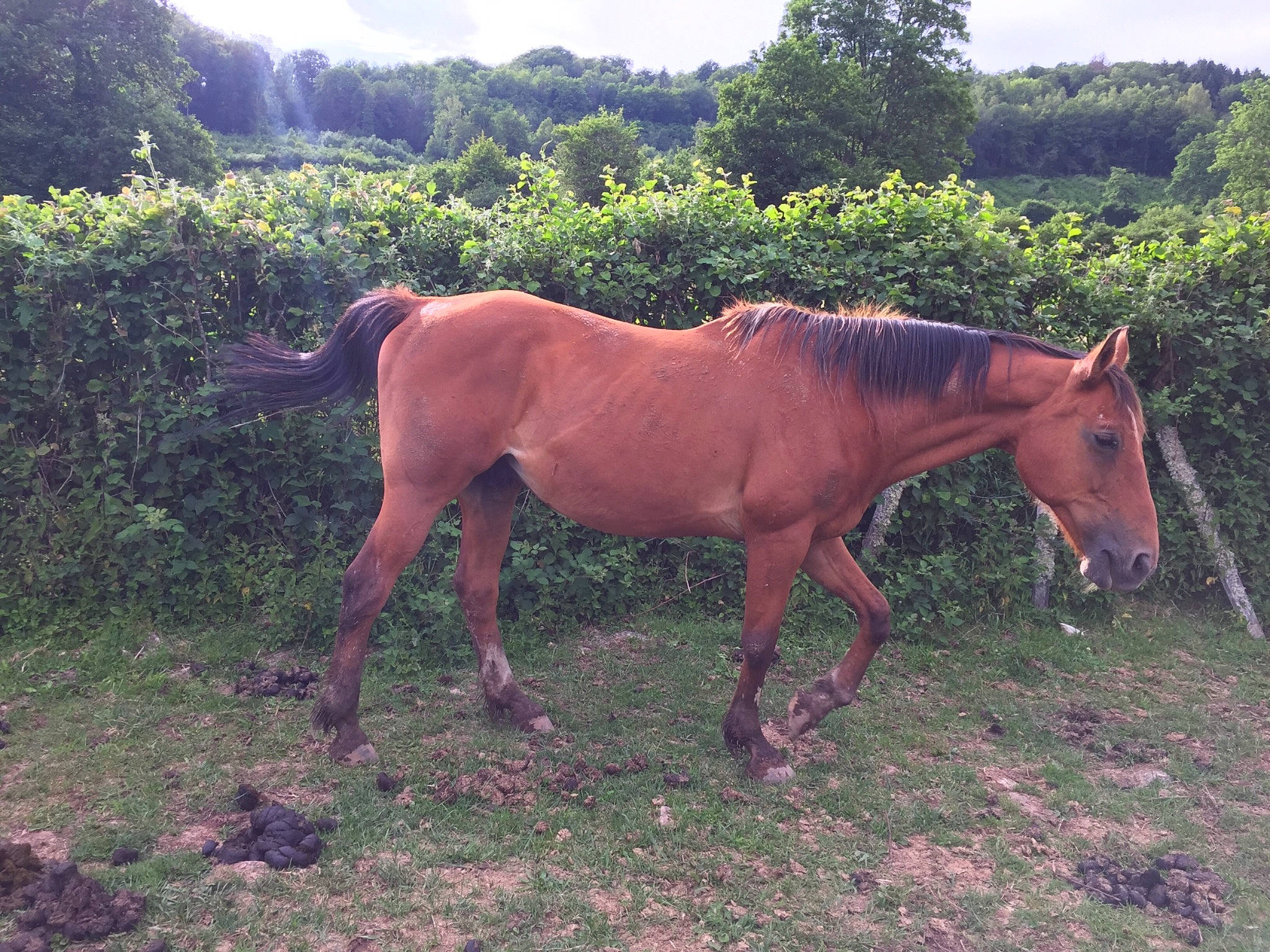 Jasmin a rejoint le concours — aidez-le/la à gagner de superbes lots ! colt, farm, foal, grass, horse, liver, livestock, mammal, mane, mare, mustang_horse, pack_animal, pasture, ranch, rural_area, sorrel, stallion, terrestrial_animal, vertebrate, working_animal