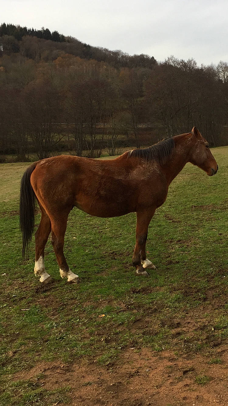 Jasmin a rejoint le concours — aidez-le/la à gagner de superbes lots ! colt, ecoregion, farm, foal, grassland, horse, liver, livestock, mammal, mane, mare, mustang_horse, pack_animal, pasture, sorrel, stallion, steppe, terrestrial_animal, vertebrate