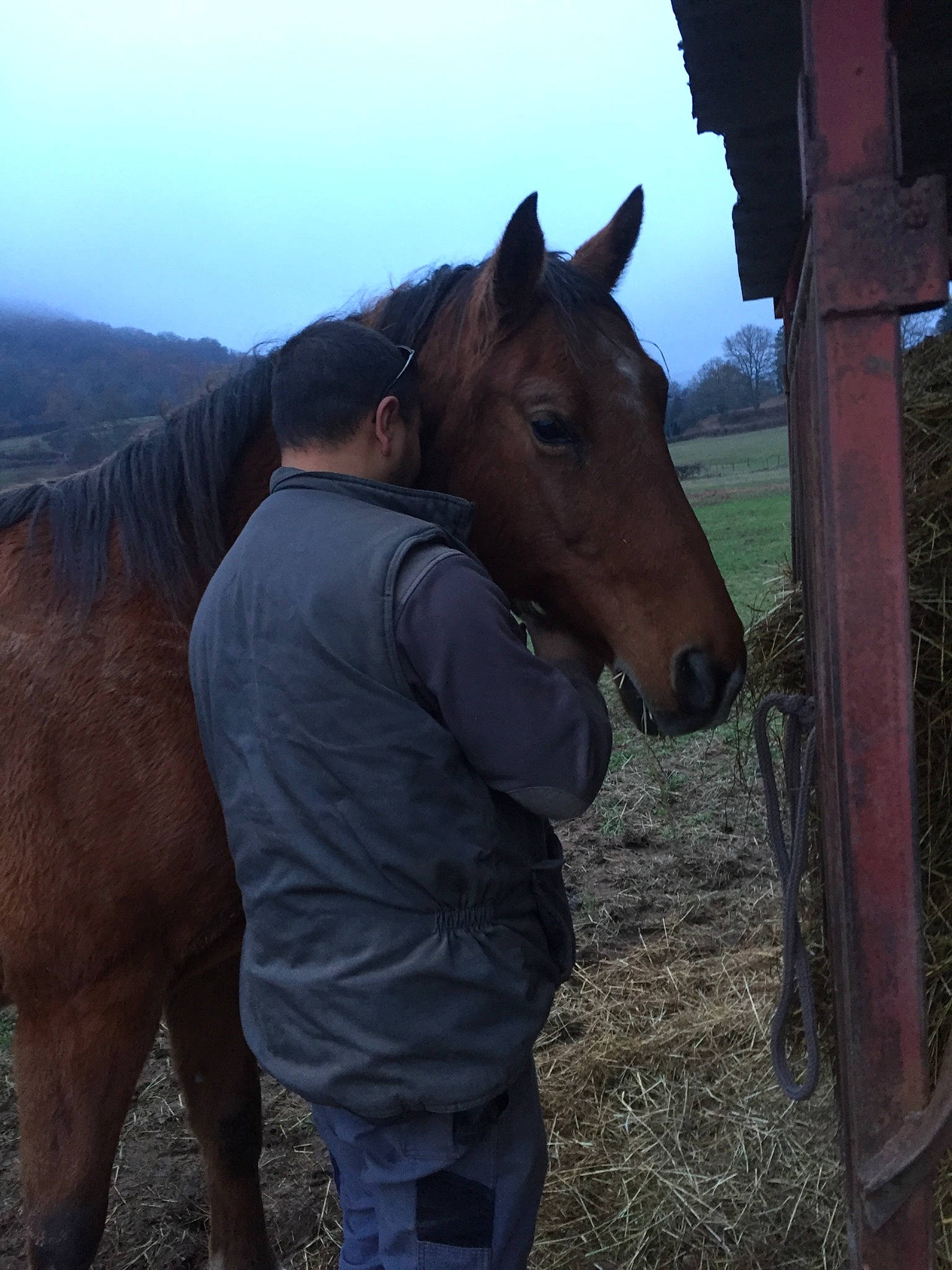 Jasmin participe au concours pour gagner de l'argent avec cette photo : farm, horse, horse_grooming, horse_supplies, horse_tack, mammal, mane, mare, mustang_horse, pack_animal, snout, sorrel, stable, stallion, vertebrate