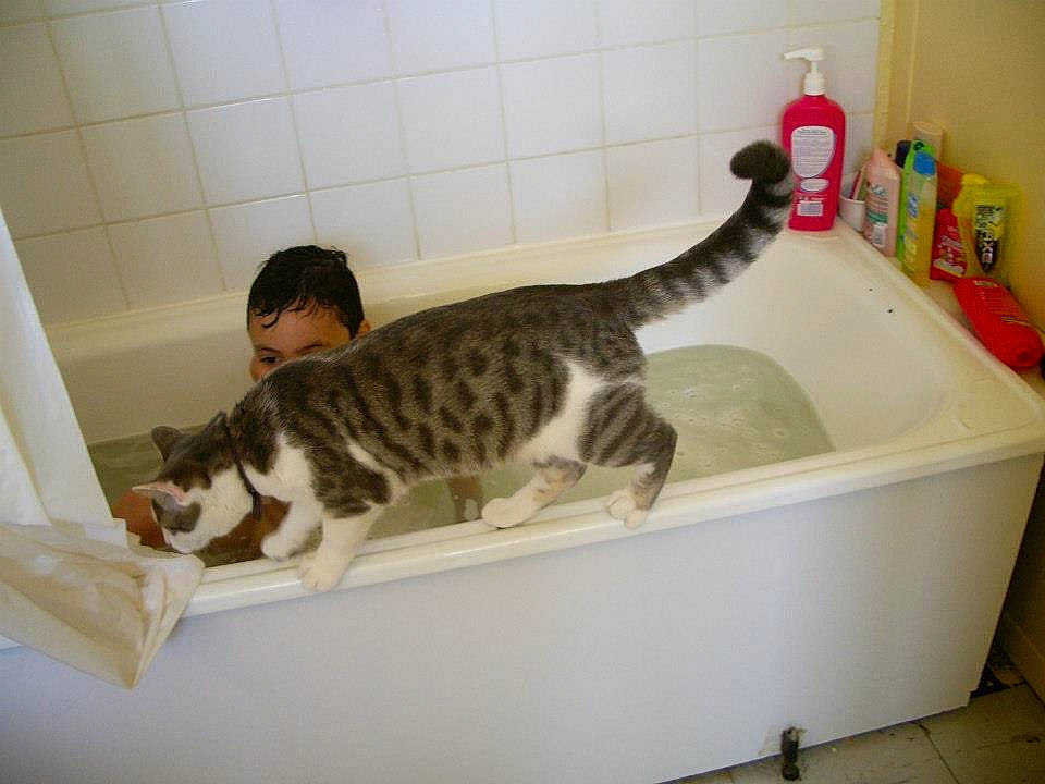 Moustache a rejoint le concours — aidez-le/la à gagner de superbes lots ! bathtub, carnivore, cat, domestic_short_haired_cat, european_shorthair, felidae, kitten, ocicat, plumbing_fixture, small_to_medium_sized_cats, tail, toilet, whiskers