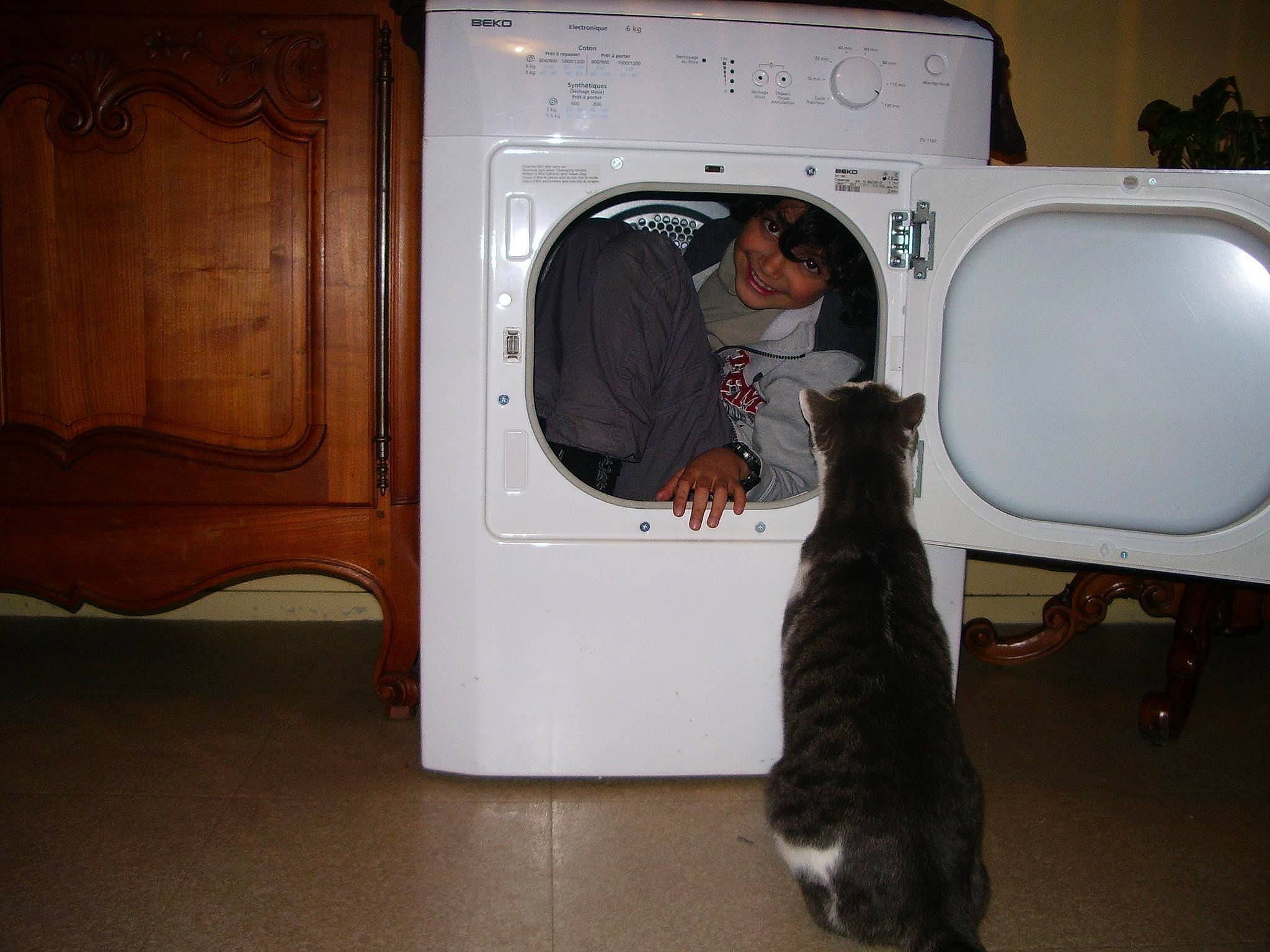 Moustache a rejoint le concours — aidez-le/la à gagner de superbes lots ! carnivore, cat, clothes_dryer, felidae, home_appliance, major_appliance, microwave_oven, small_to_medium_sized_cats, tail, washing_machine