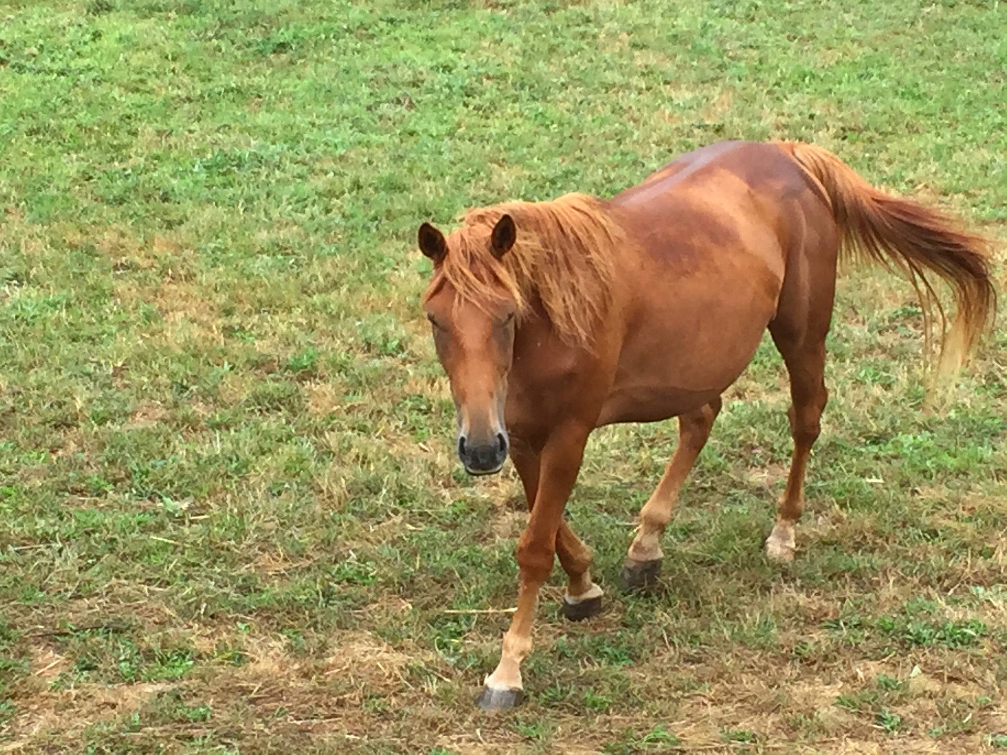 Gold participe au concours pour gagner de l'argent avec cette photo : colt, ecoregion, foal, grass, grassland, grazing, horse, livestock, mammal, mane, mare, mustang_horse, pasture, pony, snout, sorrel, stallion, terrestrial_animal, vertebrate, wildlife