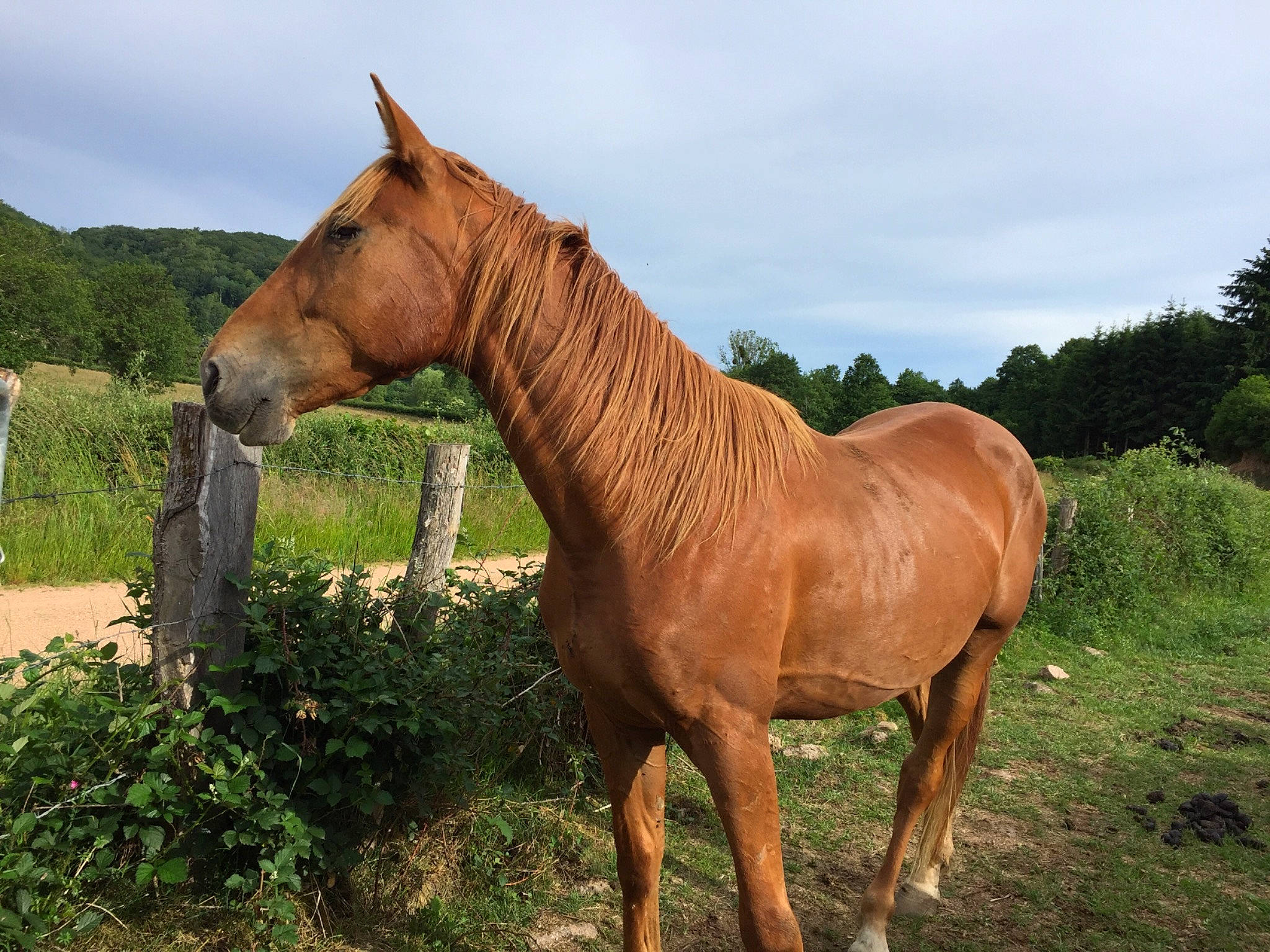 Gold a rejoint le concours — aidez-le/la à gagner de superbes lots ! colt, grassland, horse, landscape, liver, livestock, mammal, mane, mare, mustang_horse, pack_animal, pasture, ranch, rural_area, snout, sorrel, stallion, terrestrial_animal, vertebrate, wildlife