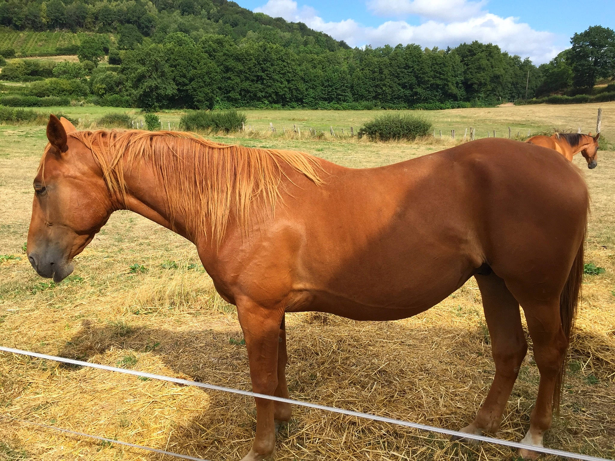Gold a rejoint le concours — aidez-le/la à gagner de superbes lots ! bovine, ecoregion, horse, horse_tack, landscape, liver, livestock, mammal, mane, mare, mustang_horse, pack_animal, pasture, ranch, snout, sorrel, stallion, steppe, terrestrial_animal, vertebrate