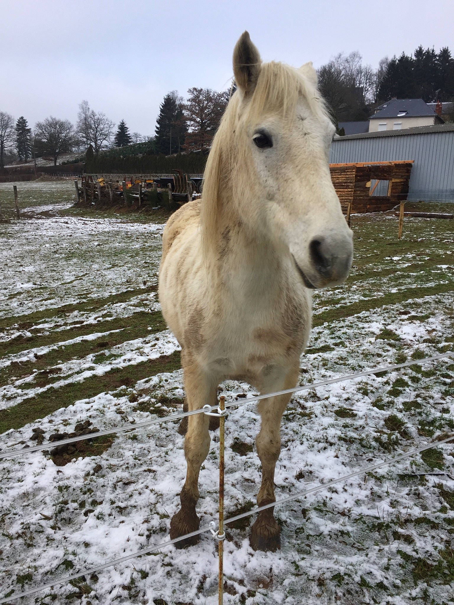 Radja participe au concours pour gagner de l'argent avec cette photo : horse, livestock, mammal, mane, mare, mustang_horse, pasture, pony, rural_area, snout, snow, sorrel, stallion, vertebrate, wildlife, winter