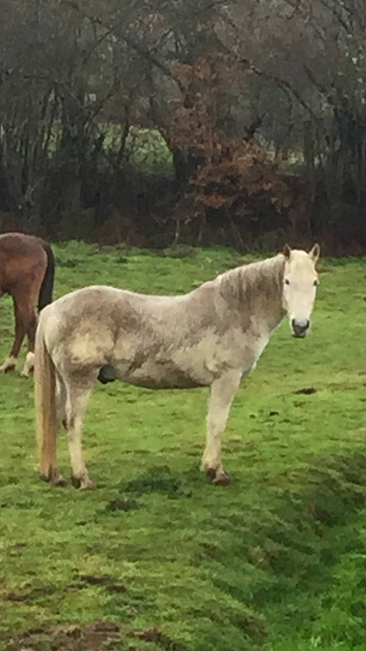 Radja a rejoint le concours — aidez-le/la à gagner de superbes lots ! burro, colt, foal, grass, grassland, horse, livestock, mammal, mane, mare, meadow, pack_animal, pasture, pony, stallion, terrestrial_animal, vertebrate, wildlife