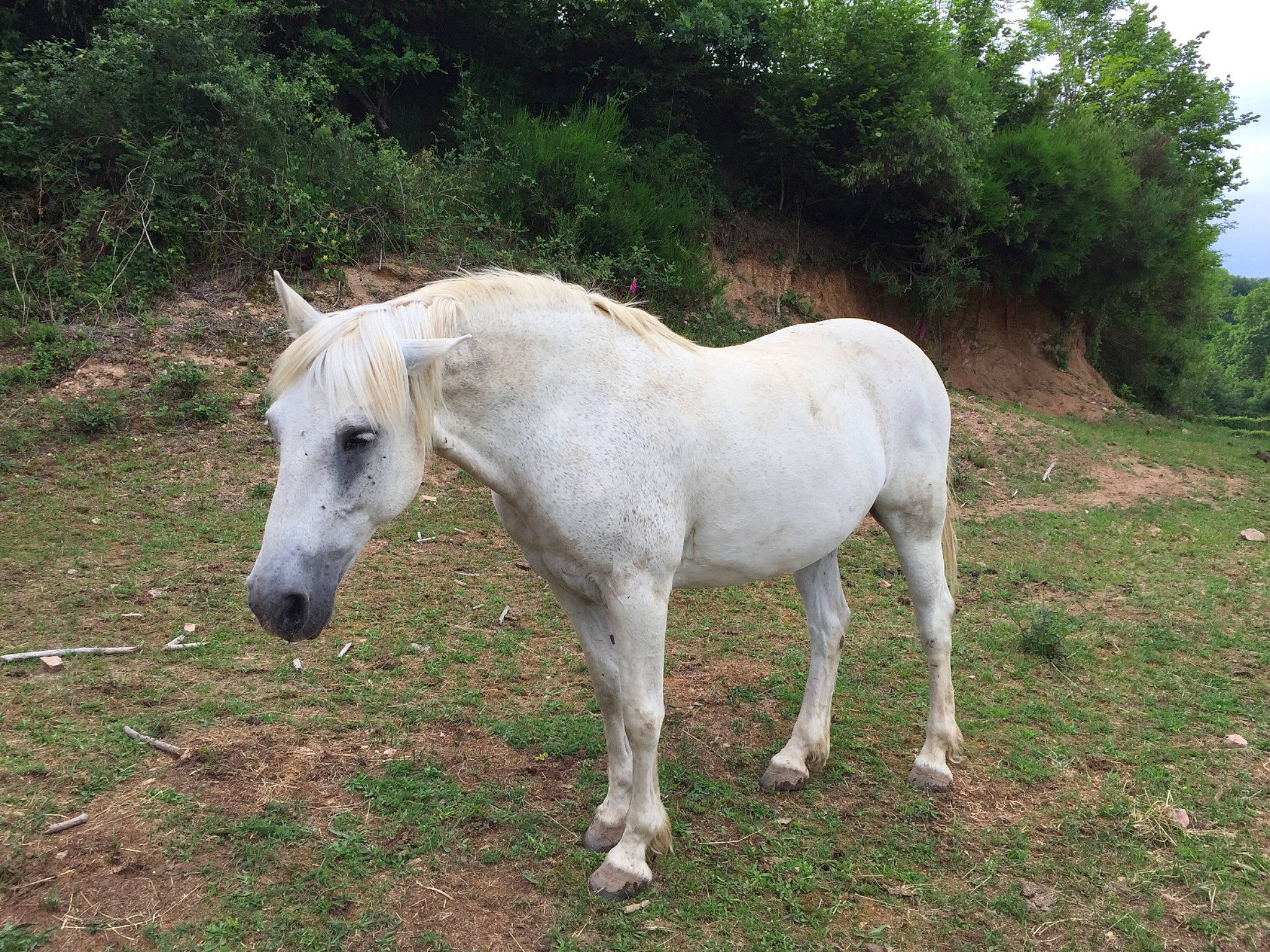 Radja participe au concours pour gagner de l'argent avec cette photo : colt, foal, grassland, horse, livestock, mammal, mane, mare, pack_animal, pasture, pony, snout, stallion, terrestrial_animal, vertebrate, wildlife