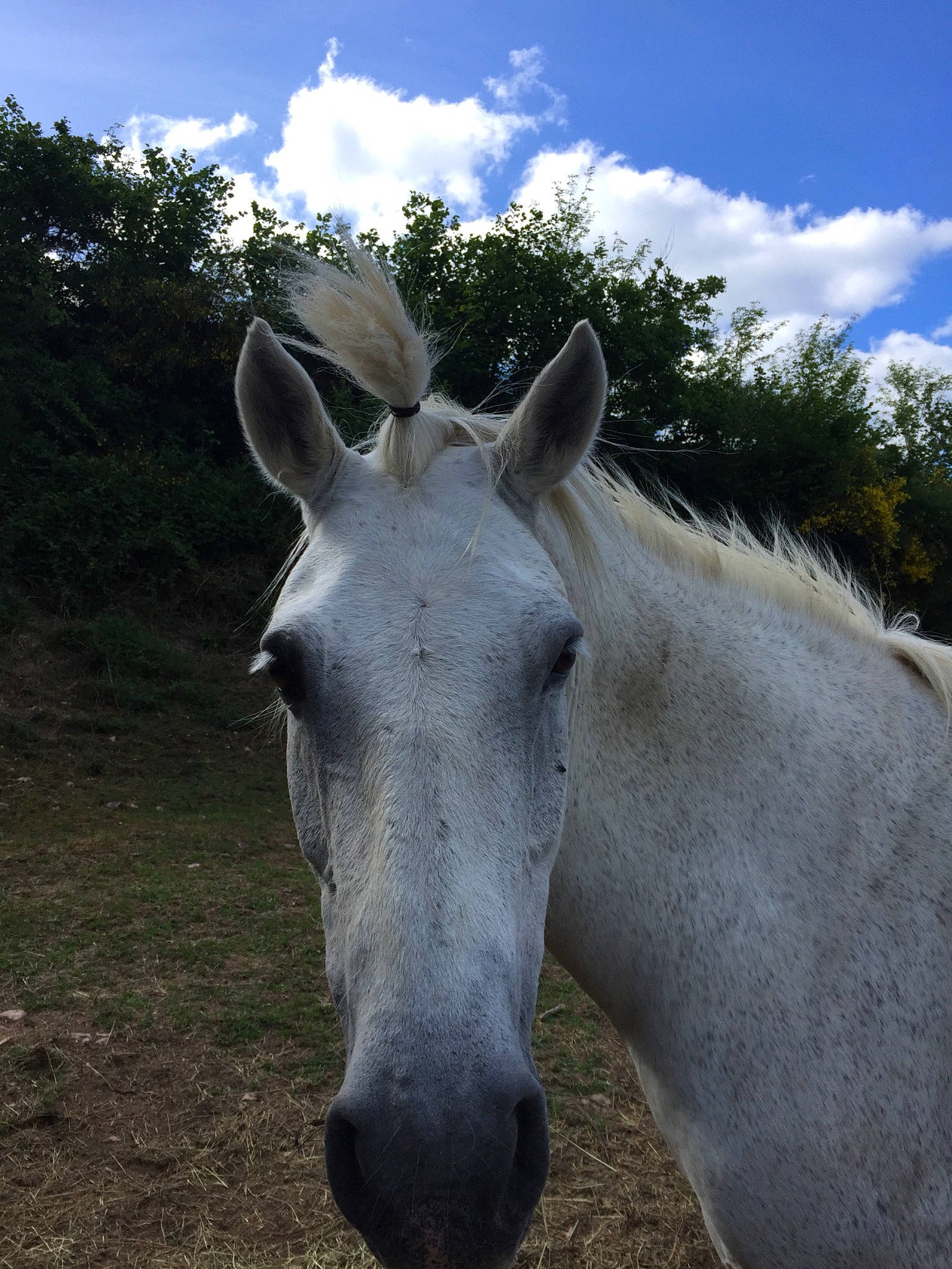 Radja participe au concours pour gagner de l'argent avec cette photo : ear, horse, livestock, mammal, mane, mare, pack_animal, pasture, sky, snout, stallion, vertebrate, wildlife