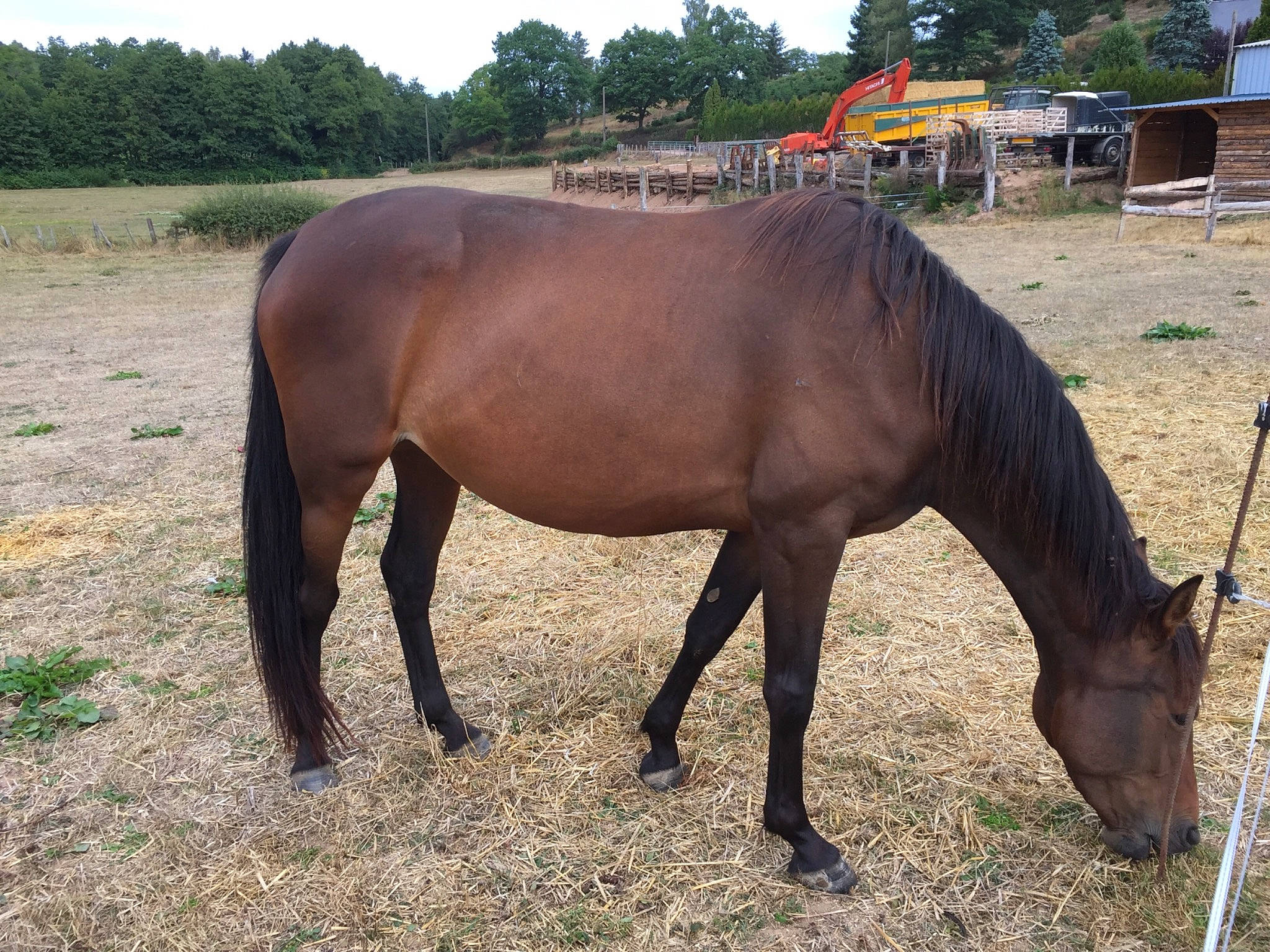 Gaya participe au concours pour gagner de l'argent avec cette photo : colt, grazing, horse, horse_supplies, landscape, livestock, mammal, mane, mare, mustang_horse, pack_animal, pasture, ranch, snout, stallion, terrestrial_animal, vertebrate, working_animal