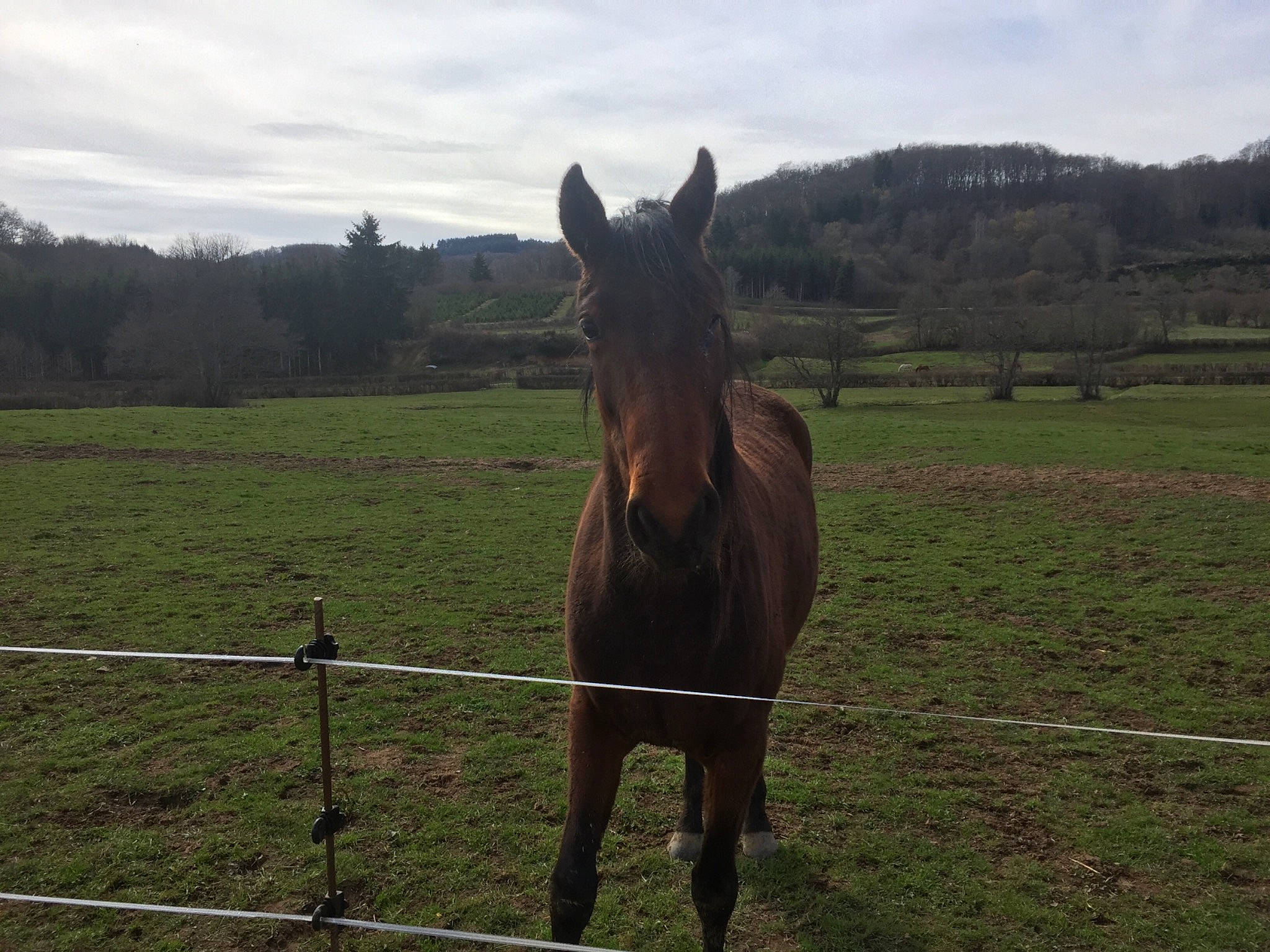 Gaya participe au concours pour gagner de l'argent avec cette photo : ecoregion, farm, grassland, horse, horse_tack, landscape, mammal, mane, mare, meadow, mustang_horse, pack_animal, pasture, ranch, rural_area, sorrel, stallion, steppe, vertebrate