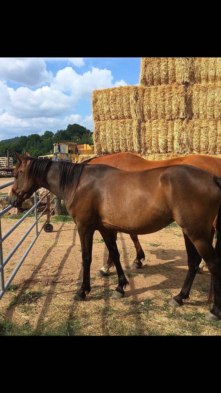 Gaya a rejoint le concours — aidez-le/la à gagner de superbes lots ! horse, landscape, livestock, mammal, mane, mare, mustang_horse, pack_animal, pasture, ranch, rural_area, sky, stallion, vertebrate, wildlife, working_animal