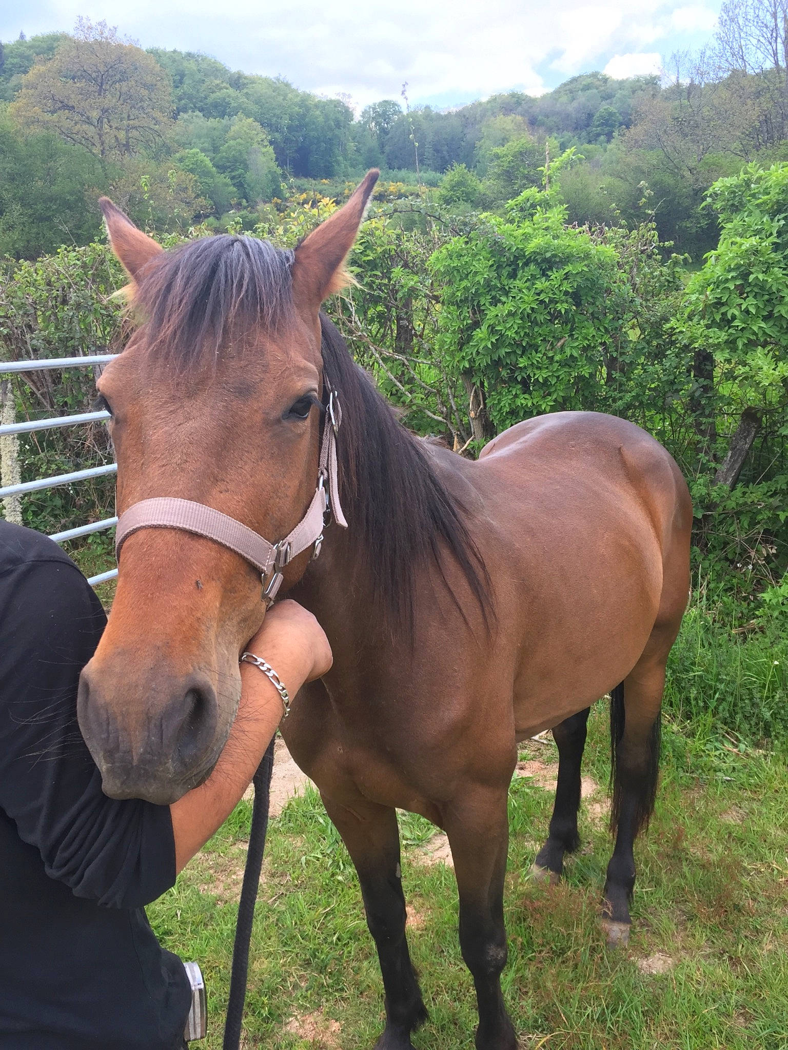 Gaya participe au concours pour gagner de l'argent avec cette photo : bridle, horse, horse_supplies, horse_tack, liver, livestock, mammal, mane, mare, mustang_horse, pack_animal, pasture, sky, snout, sorrel, stallion, terrestrial_animal, vertebrate, wildlife, working_animal