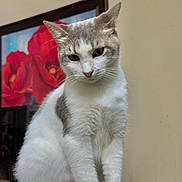 Snowy is registered to the contest to win money with this photo: cat, white_cat, gray_cat, sitting, indoor, pet, animal, feline, curious, portrait, painting, red_flowers, framed_art, wall, texture, closeup, whiskers, paws, fur, home